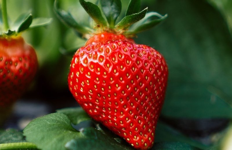 Moestuin en bijzondere notenbomen